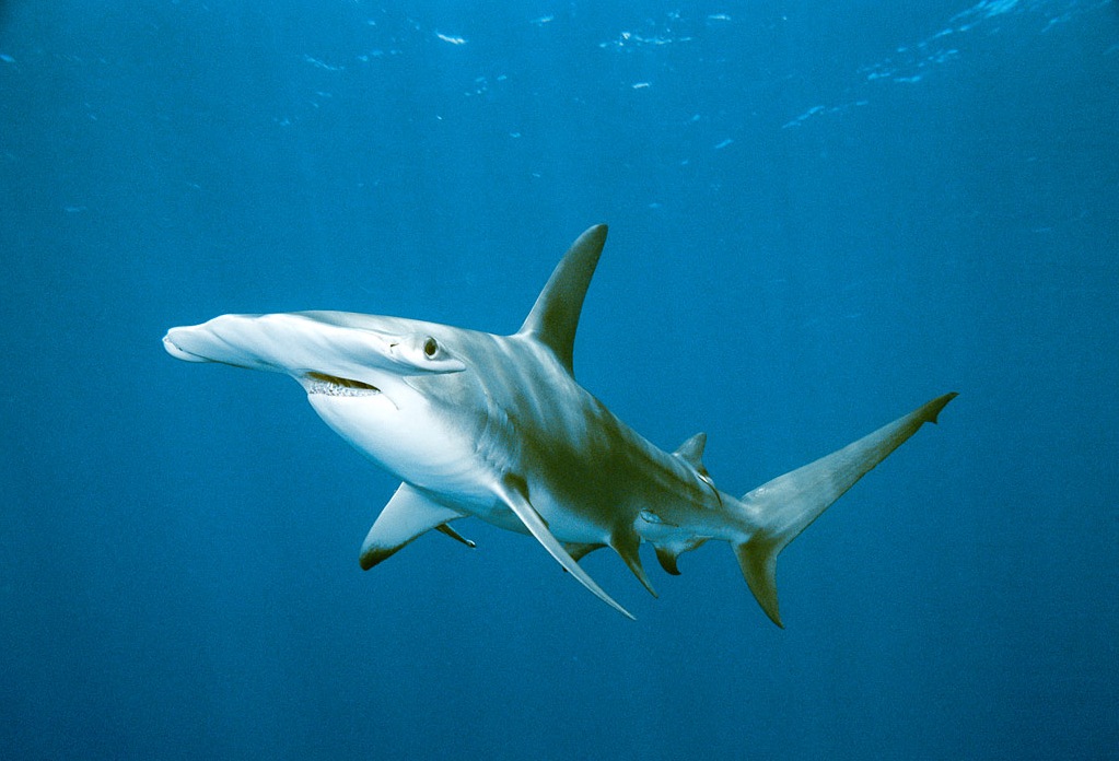 hammerhead shark portrayal